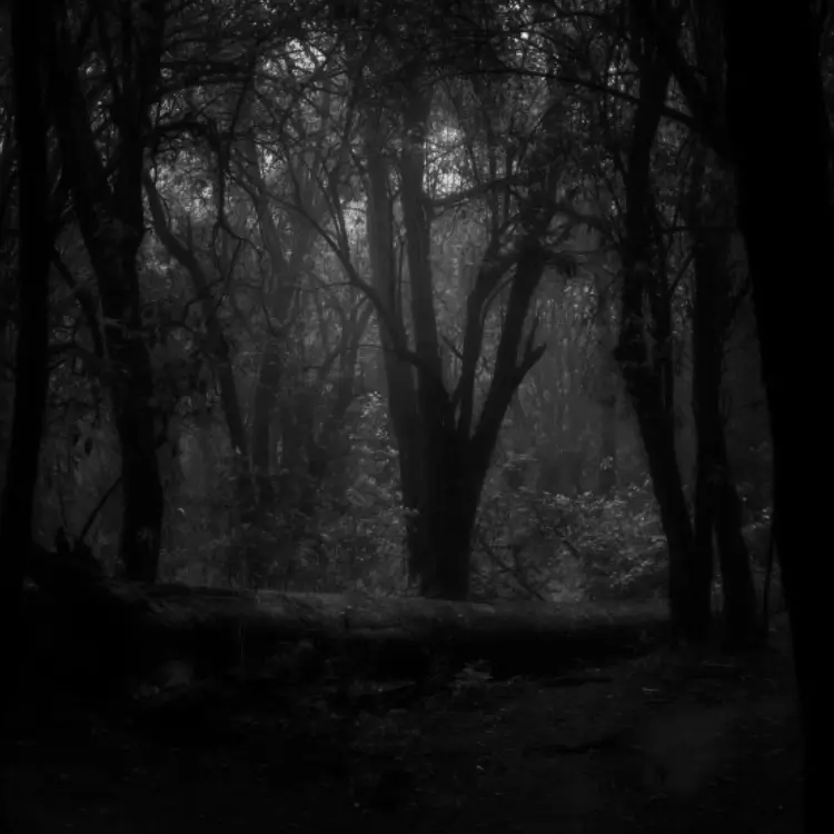 Interior de uma floresta densa coberta por neblina espessa. Troncos de árvores retorcidos emergem da bruma cinzenta em uma atmosfera de isolamento.