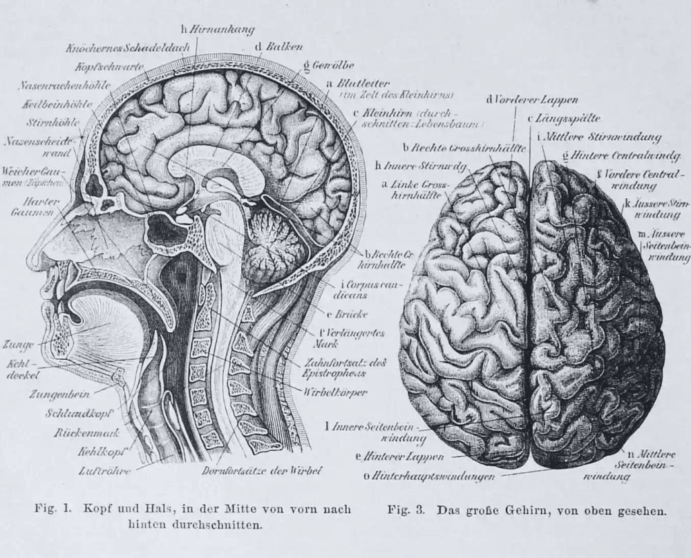 Ilustração médica antiga em alemão mostrando cortes transversais da cabeça e cérebro humano. Estilo enciclopédico clássico.
