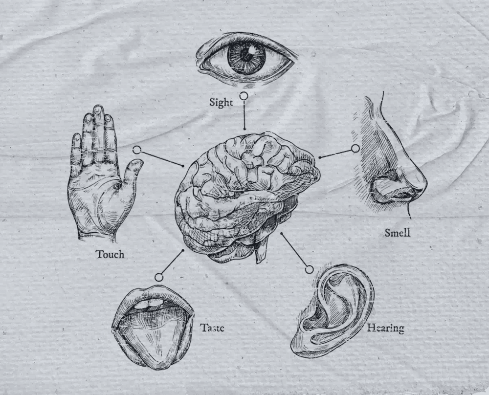 Desenho anatômico vintage de um cérebro conectado a ilustrações de olho, nariz, mão, boca e orelha. Estética de tratado científico antigo.