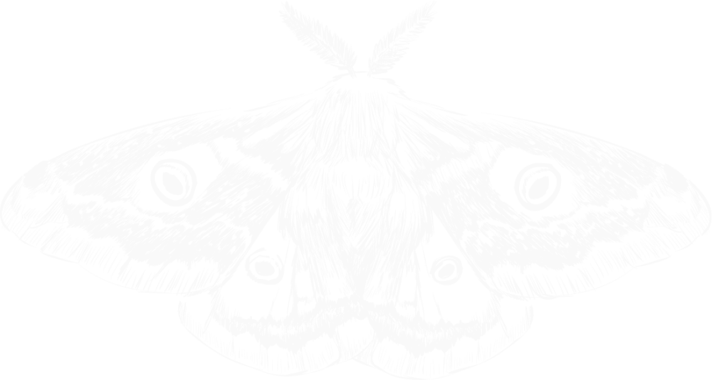 Silhueta branca de uma mariposa em estilo pixel art sobre fundo preto, com detalhes geométricos e lunares nas asas.